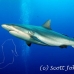 shark_greyreef_kk_h_0705_png1569.jpg